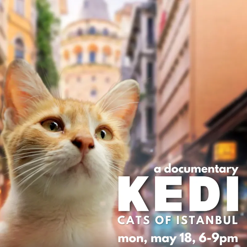 Soulbright Movie Night | Kedi: Cats Of Instanbul