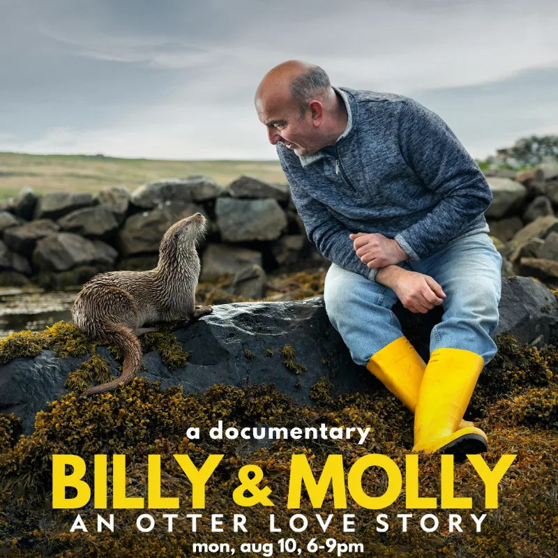 Magic Carpet Night | Billy & Molly: An Otter Love Story