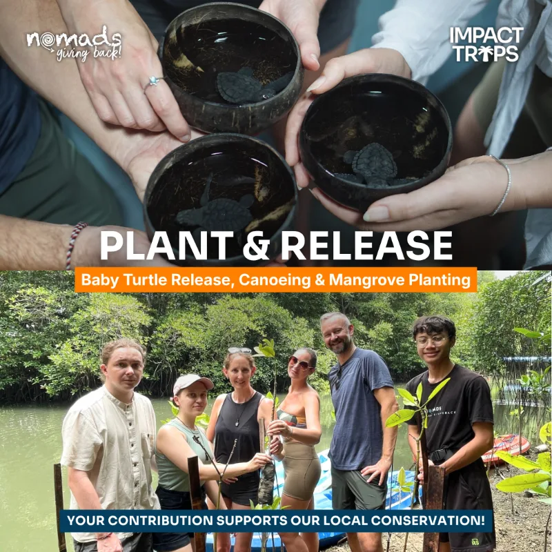 Baby Turtle Release, Canoeing & Mangrove Planting