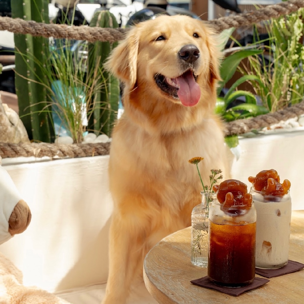 Peanut Cafe